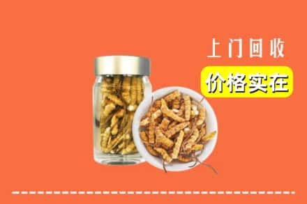 忻州代县回收散虫草