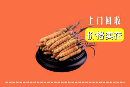 忻州代县回收冬虫夏草